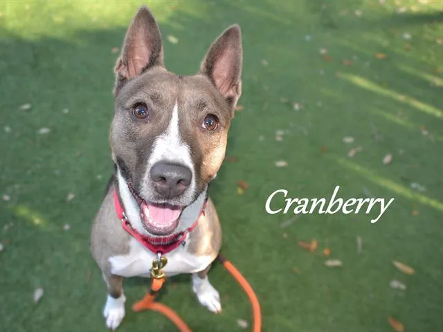 An adult medium-sized female Mixed Breed dog named Cranberry for adoption in Palmetto, FL