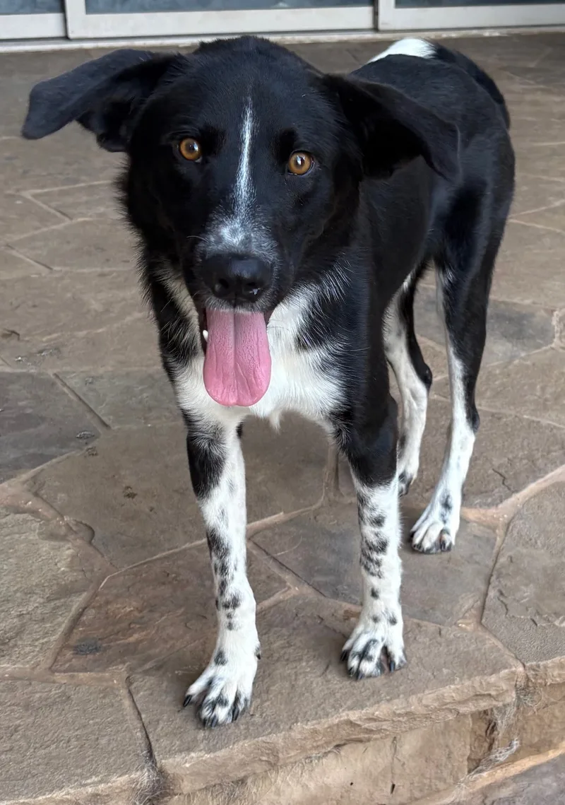 PINTO.Courtesy Post thumbnail 2