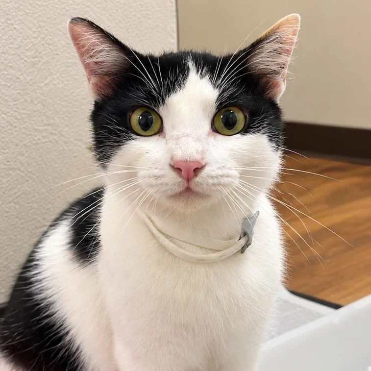 An adult medium-sized female Domestic Medium Hair cat named Chicka for adoption in Tyler, TX