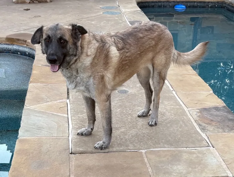 APPLE BLOSSOM.Courtesy Post