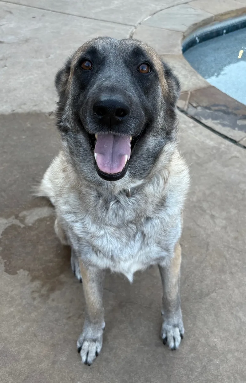 APPLE BLOSSOM.Courtesy Post thumbnail 2