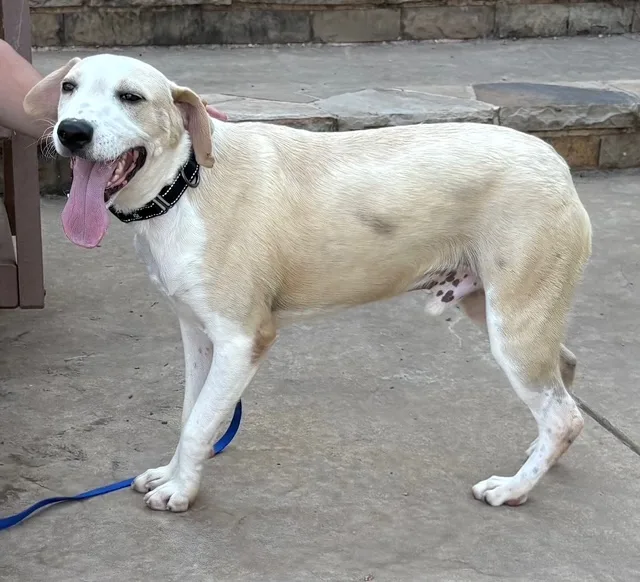 SHAI .Courtesy Post thumbnail 3