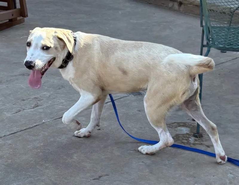 SHAI .Courtesy Post thumbnail 2