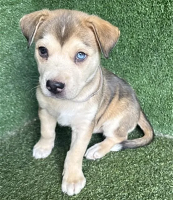 A baby small-sized female Siberian Husky dog named Jade for adoption in Lancaster, CA