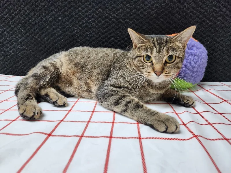 Japanese Maple thumbnail 2