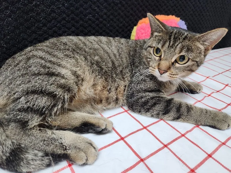 Japanese Maple thumbnail 3