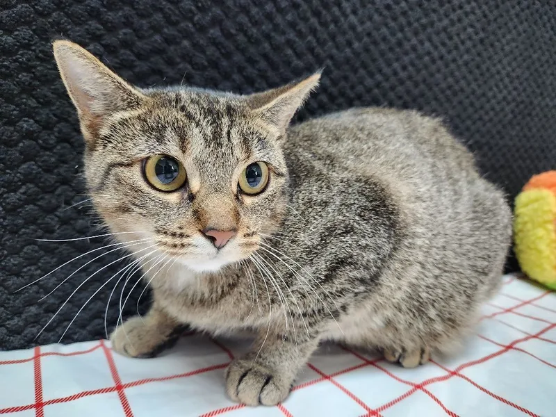 Japanese Maple thumbnail 4