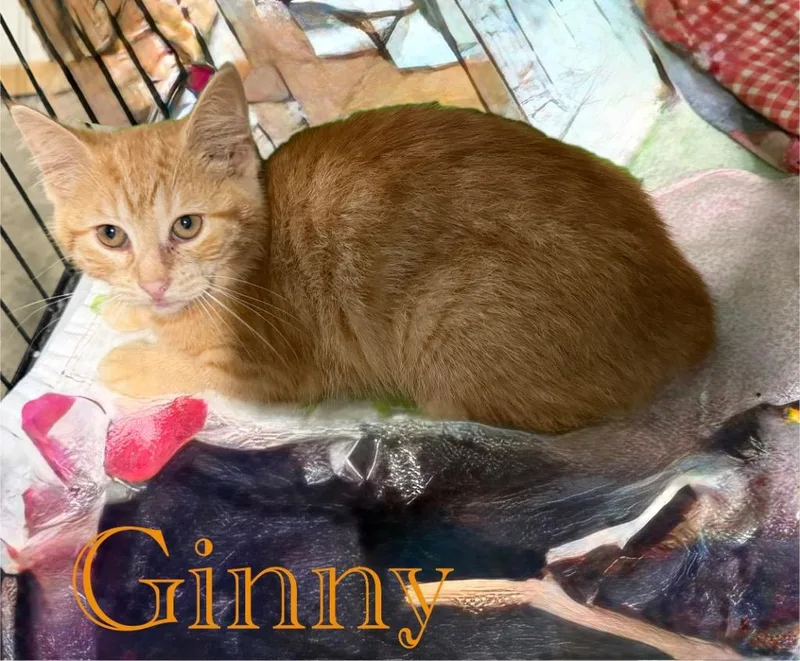 A baby small-sized female Domestic Short Hair cat named Ginny for adoption in Hillsboro, OH
