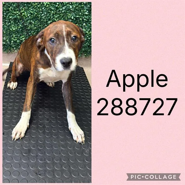 A baby small-sized female Mixed Breed dog named Apple for adoption in Macon, GA