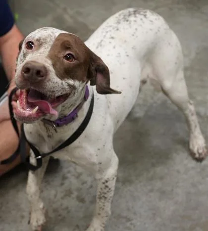An adult large-sized female Pit Bull Terrier dog named Rory for adoption in Bowling Green, KY