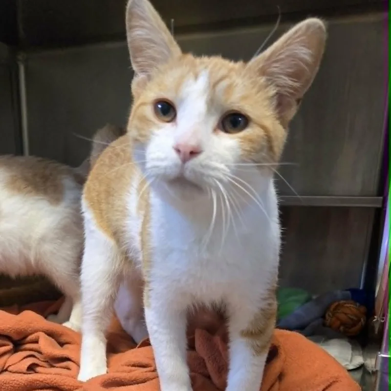 A baby medium-sized male Orange & White Domestic Short Hair cat named Kevin for adoption in Watertown, WI