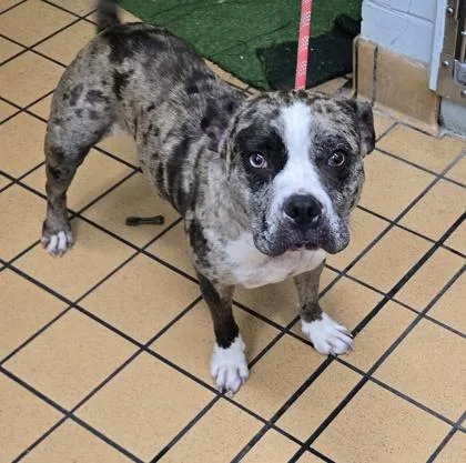 An adult small-sized female Fox Terrier dog named Greta for adoption in Gainesville, FL