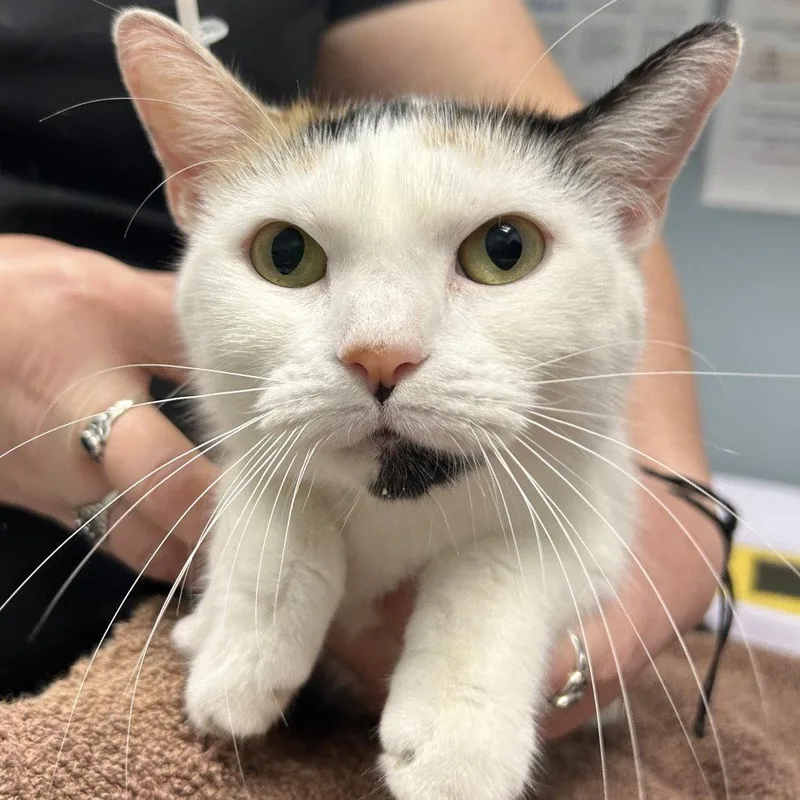 An adult medium-sized female Domestic Short Hair cat named Maya for adoption in New Castle, DE