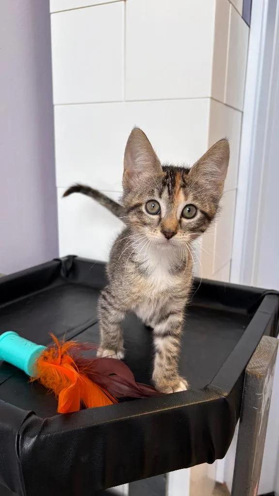 A baby small-sized female Domestic Short Hair cat named Willow for adoption in Lewisville, TX