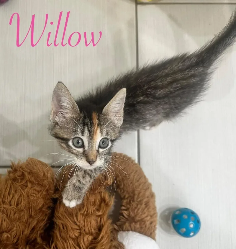 Willow thumbnail 2