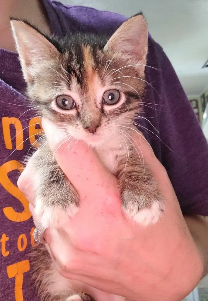 Willow thumbnail 3