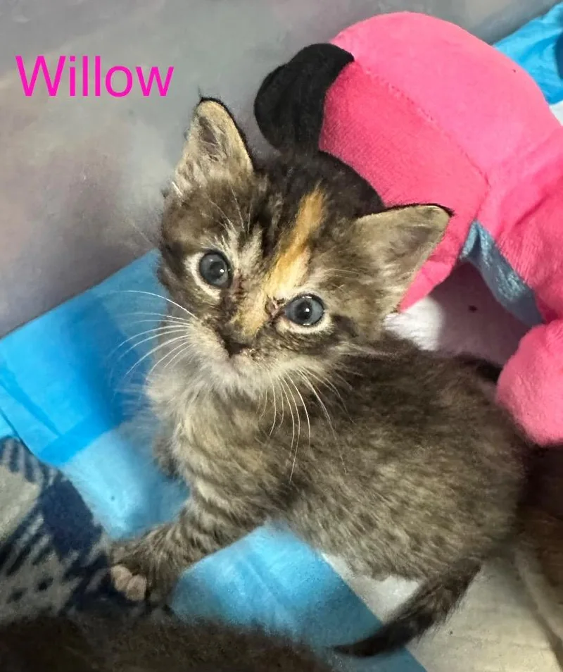 Willow thumbnail 5