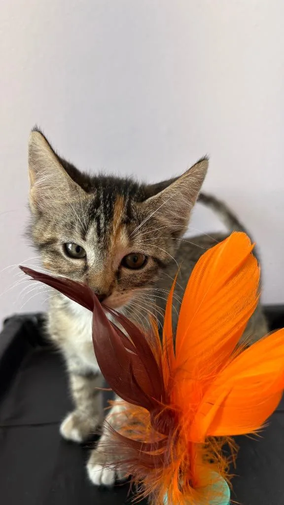Willow thumbnail 6