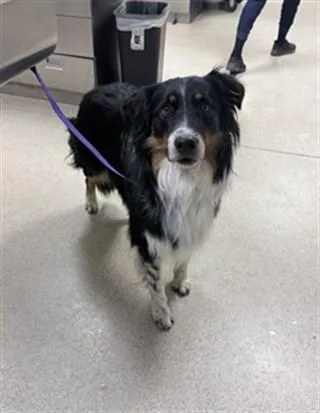 A young large-sized male Collie dog named Mancha for adoption in Riverside, CA