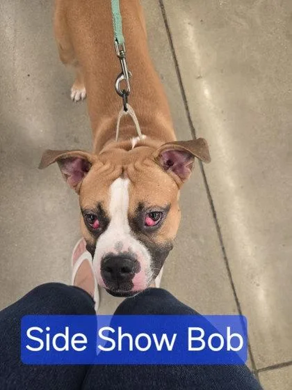 An adult medium-sized male Tricolor (Brown, Black, & White) Mixed Breed dog named Sideshow Bob for adoption in Miamitown, OH