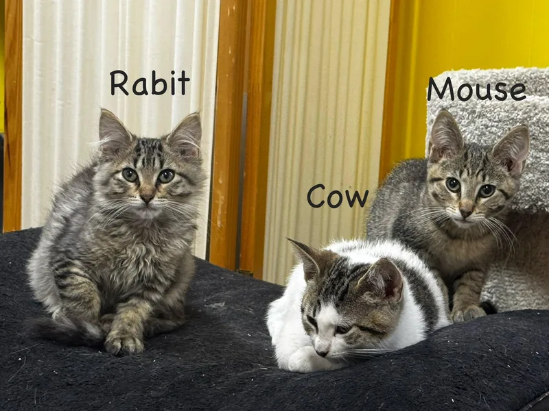Mouse thumbnail 2