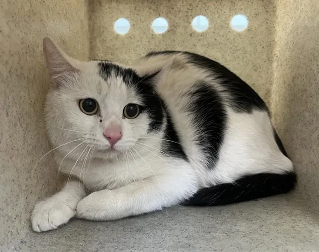 A young medium-sized male Domestic Short Hair cat named A for adoption in Lancaster, CA