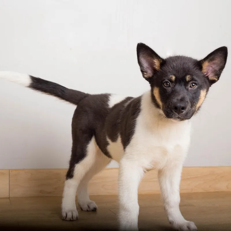 A baby medium-sized male Brown / Chocolate Husky dog named Salem D for adoption in Minnetonka, MN