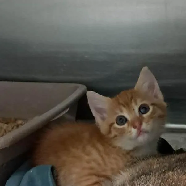 A baby small-sized male Orange / Red Domestic Short Hair cat named Chauncey for adoption in Valley, AL