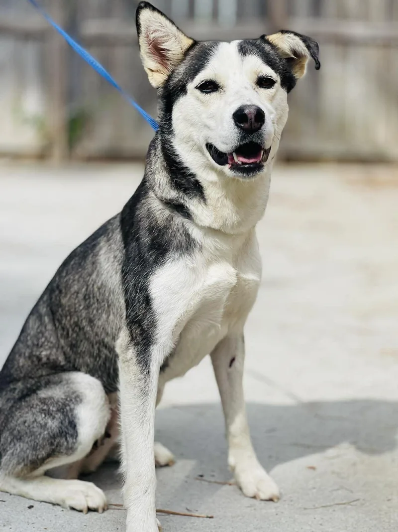 An adult large-sized female Black Husky dog named Ac "scarlet" for adoption in Conyers, GA