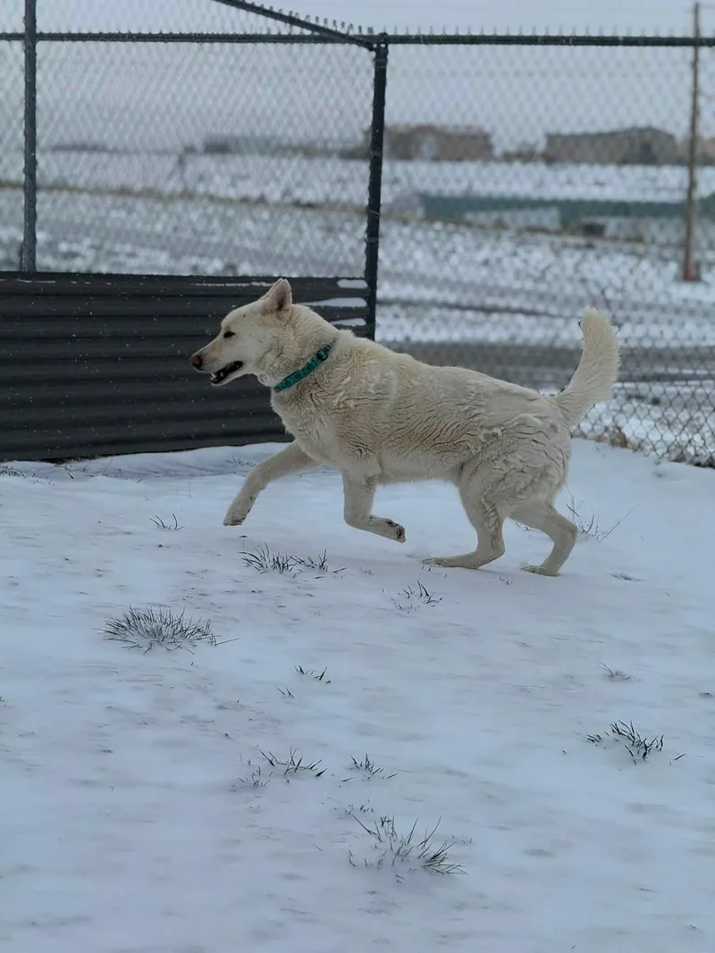 An adult large-sized male White / Cream Husky dog named Buddy for adoption in Rawlins, WY