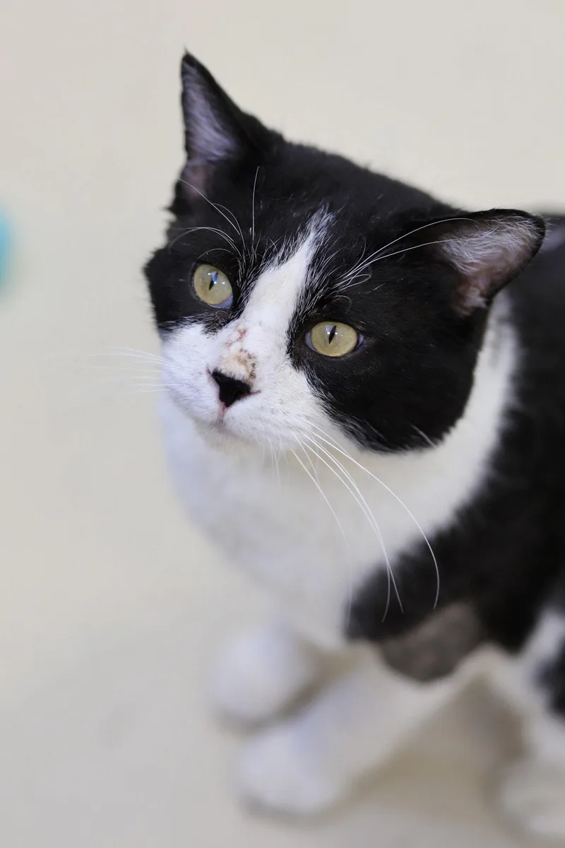 An adult medium-sized male Domestic Short Hair cat named Frank for adoption in Webster, WI