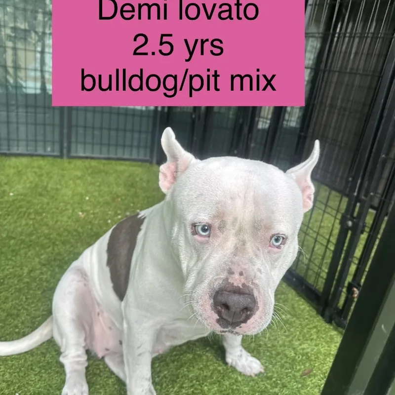 An adult large-sized female White / Cream English Bulldog dog named Demi Lovato for adoption in Tampa, FL