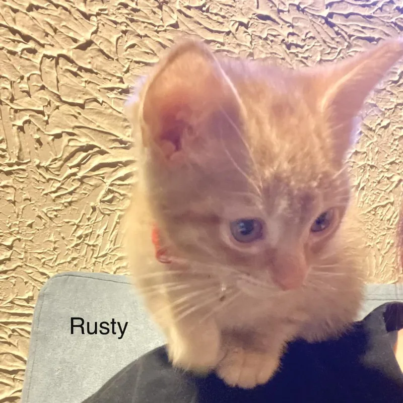 A baby small-sized female Orange / Red Domestic Short Hair cat named Rusty for adoption in Buffalo, MN