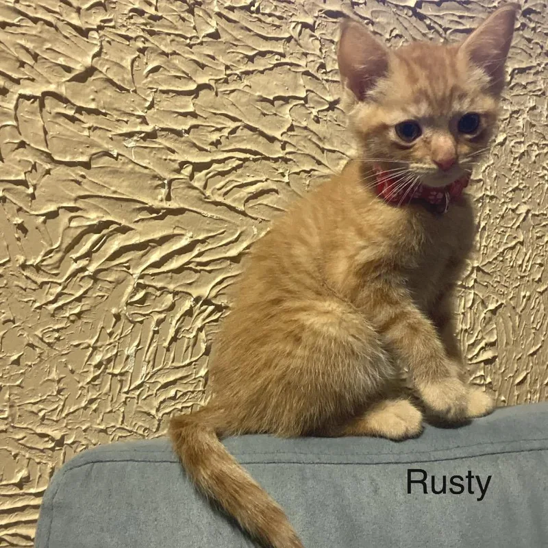 Rusty thumbnail 4