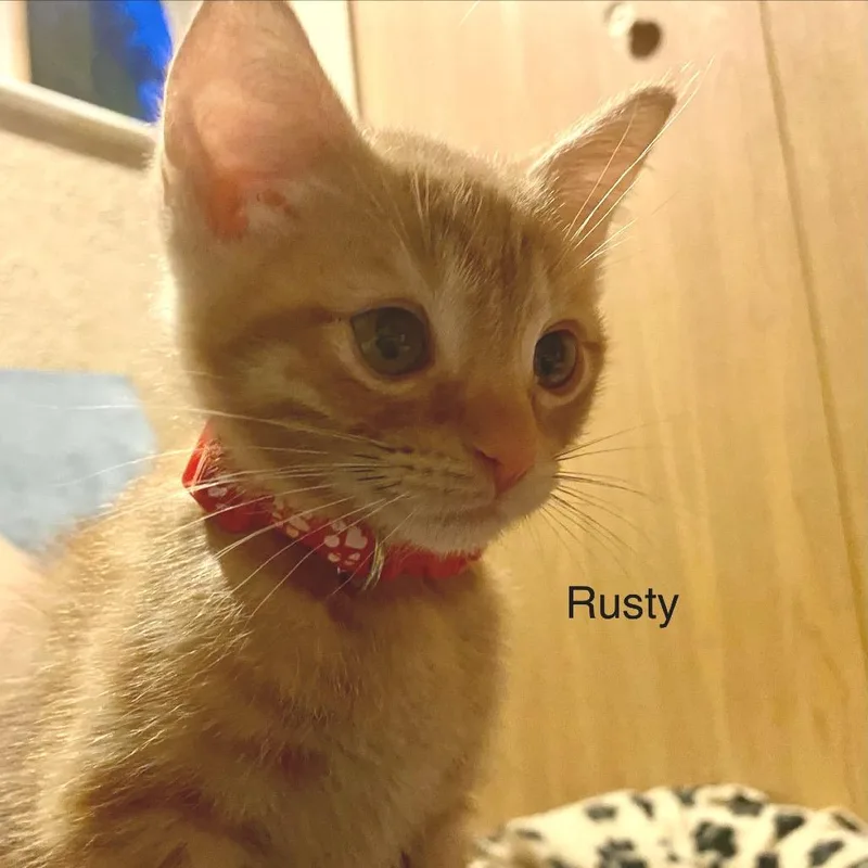 Rusty thumbnail 5