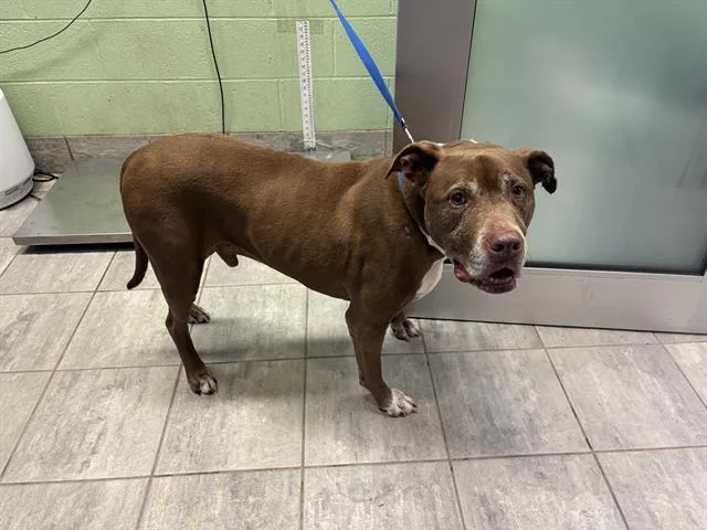 A senior large-sized male American Staffordshire Terrier dog named Milo for adoption in Grand Prairie, TX