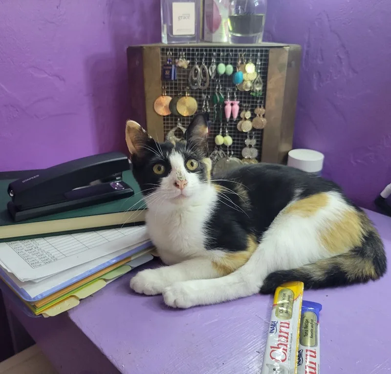 An adult medium-sized female Calico Domestic Short Hair cat named Alex for adoption in Voorhees, NJ