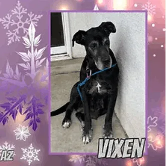 Vixen