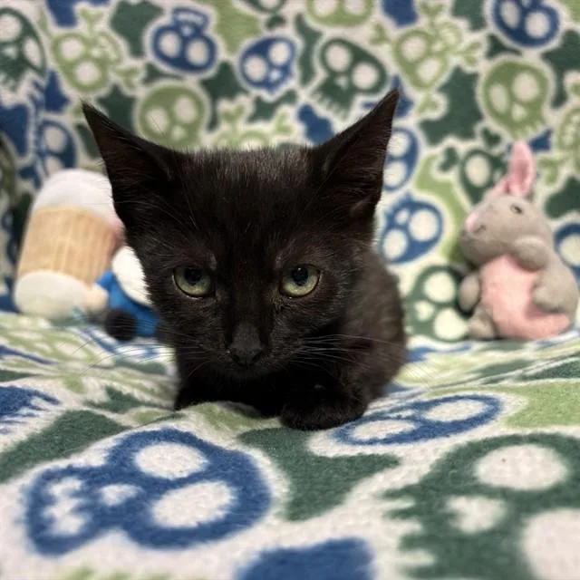 A baby small-sized male Domestic Short Hair cat named Pepper for adoption in Rancho Cucamonga, CA