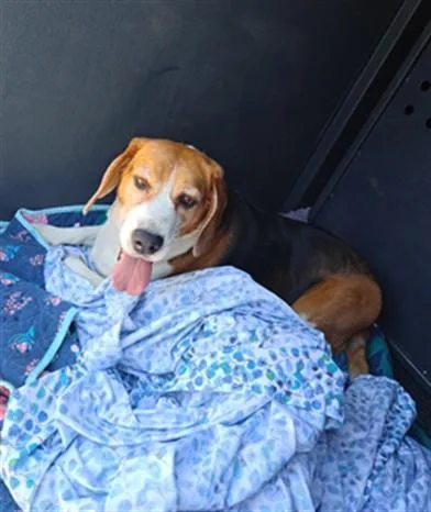 An adult medium-sized male Beagle dog named Gnar for adoption in Baldwin Park, CA