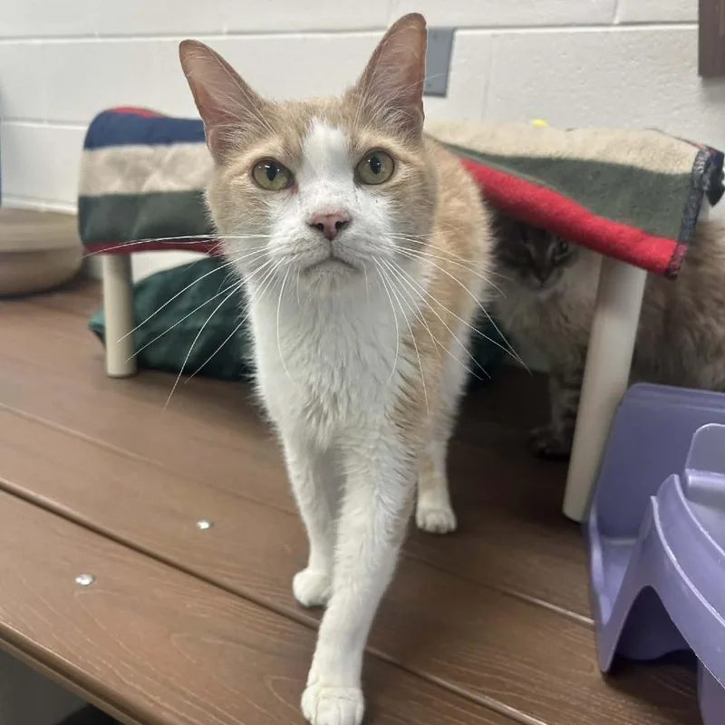 An adult medium-sized male White Domestic Short Hair cat named Gerard for adoption in Rocky Mount, VA