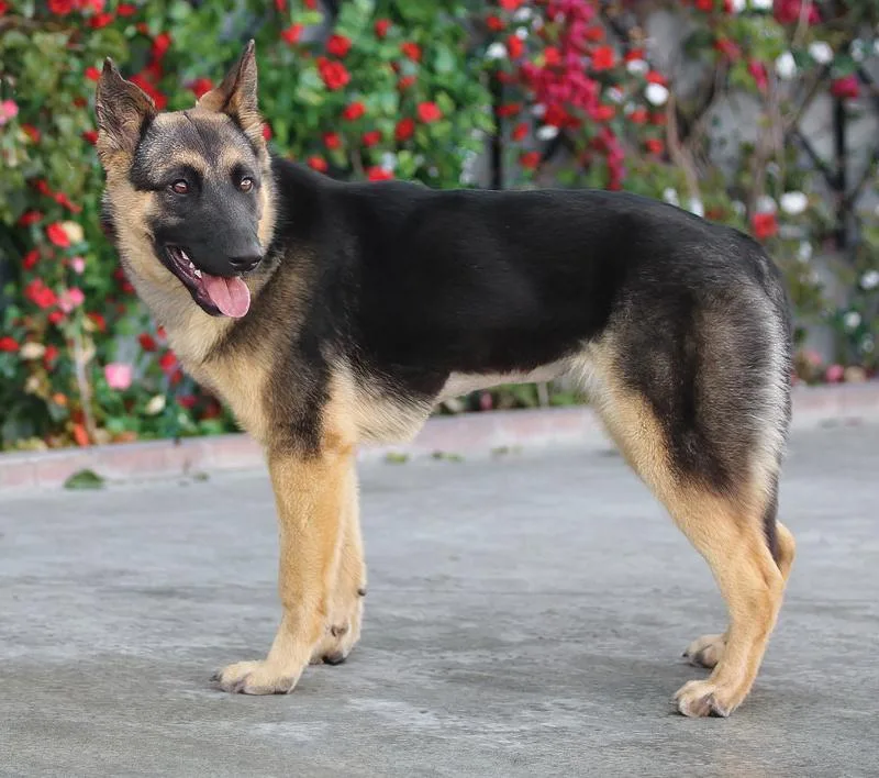 Ella Von Eldena thumbnail 3