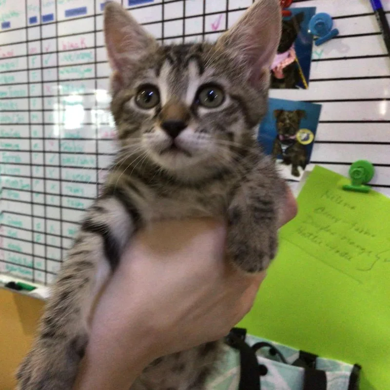 A baby small-sized female Gray / Blue / Silver Domestic Short Hair cat named Peppy for adoption in New Orleans, LA