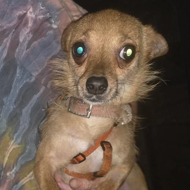 A young small-sized female Chihuahua dog named Jolene and brother Fat for adoption in Midland, MI
