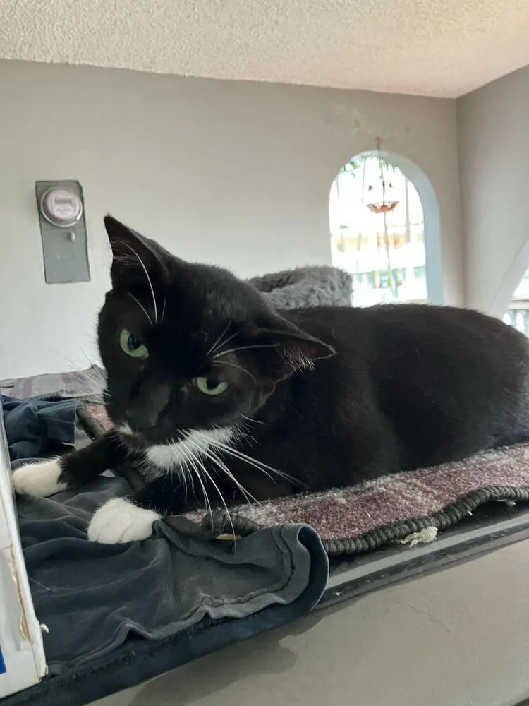An adult medium-sized female Black & White / Tuxedo Domestic Short Hair cat named Alisha for adoption in Naranjito, PR