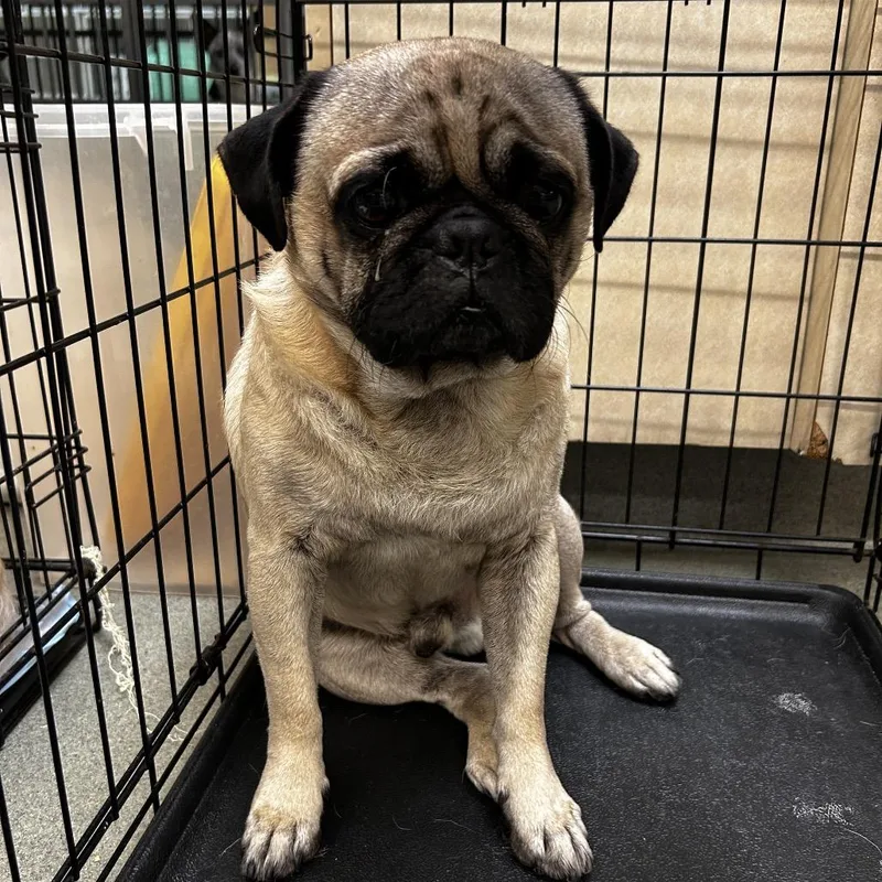 An adult medium-sized male Pug dog named Bubba for adoption in Westminster, CA