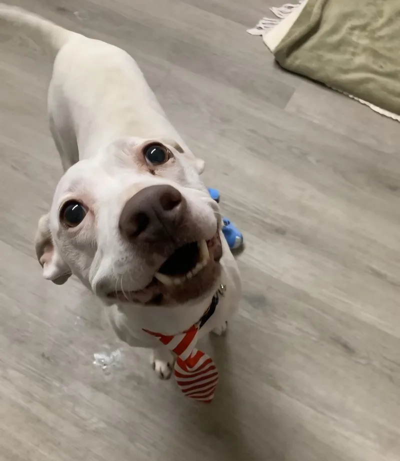 Rayleigh thumbnail 2