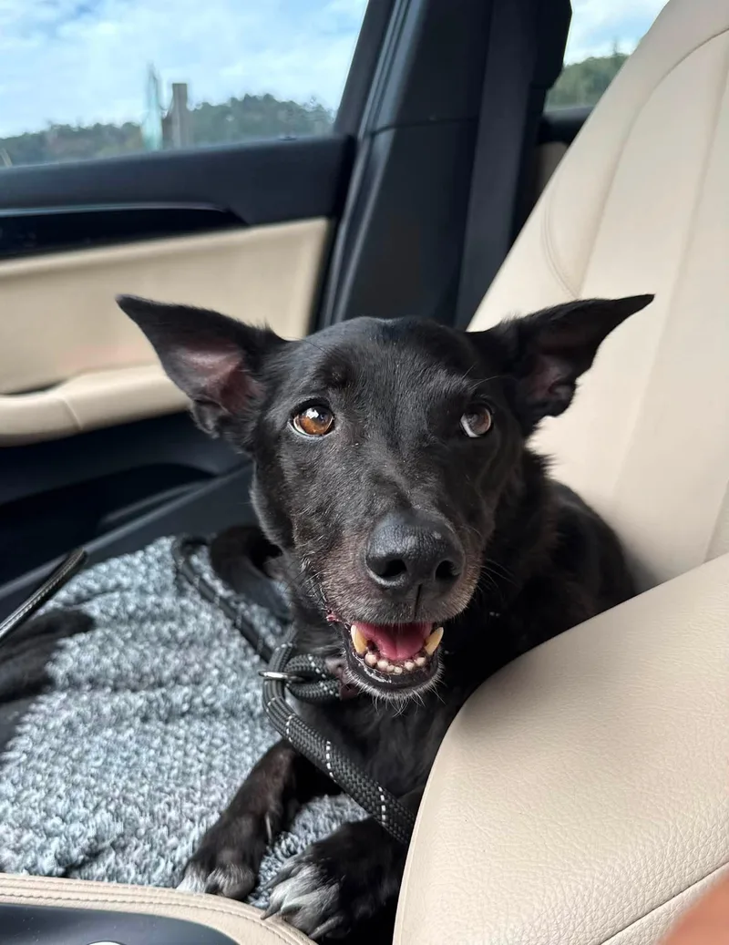 An adult medium-sized male Black Jack Russell Terrier dog named Brodie for adoption in Prineville, OR