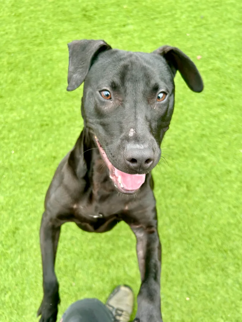 A young medium-sized male Black Labrador Retriever dog named Chip for adoption
