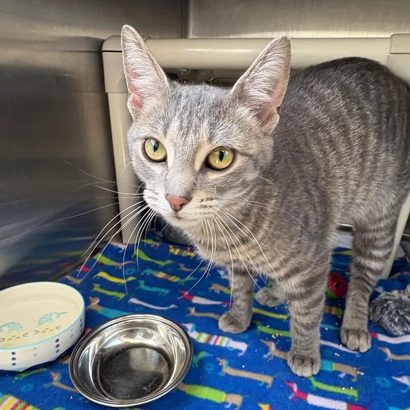An adult medium-sized female Gray / Blue / Silver Domestic Short Hair cat named Princess Pea for adoption in Oak Park, IL